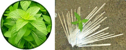 hakka.png